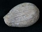 Cretaceous Palm Fruit Fossil - Hell Creek Formation #16620-1